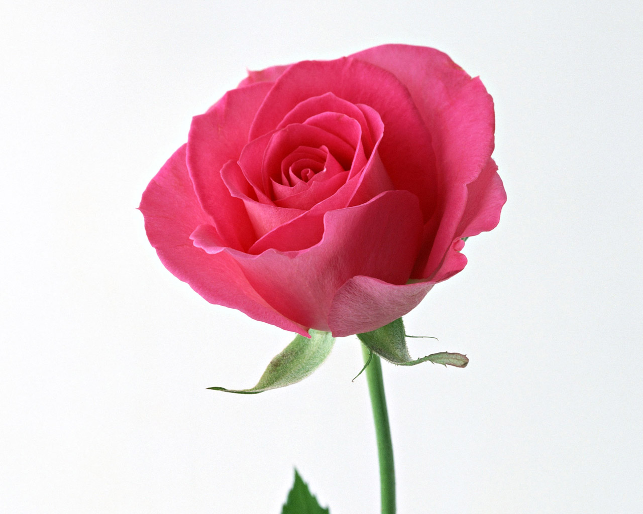 神色 情人节玫瑰花精致壁纸 最美的玫瑰花是你我爱情的见证桌面壁纸q