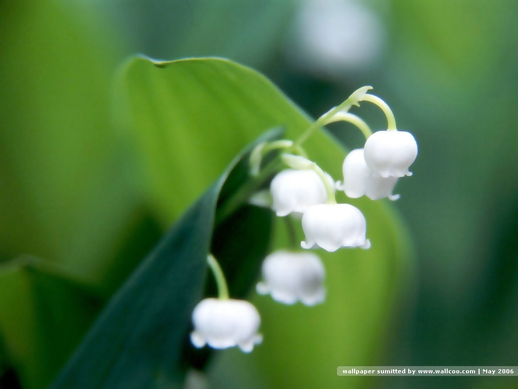 白色铃兰花壁纸