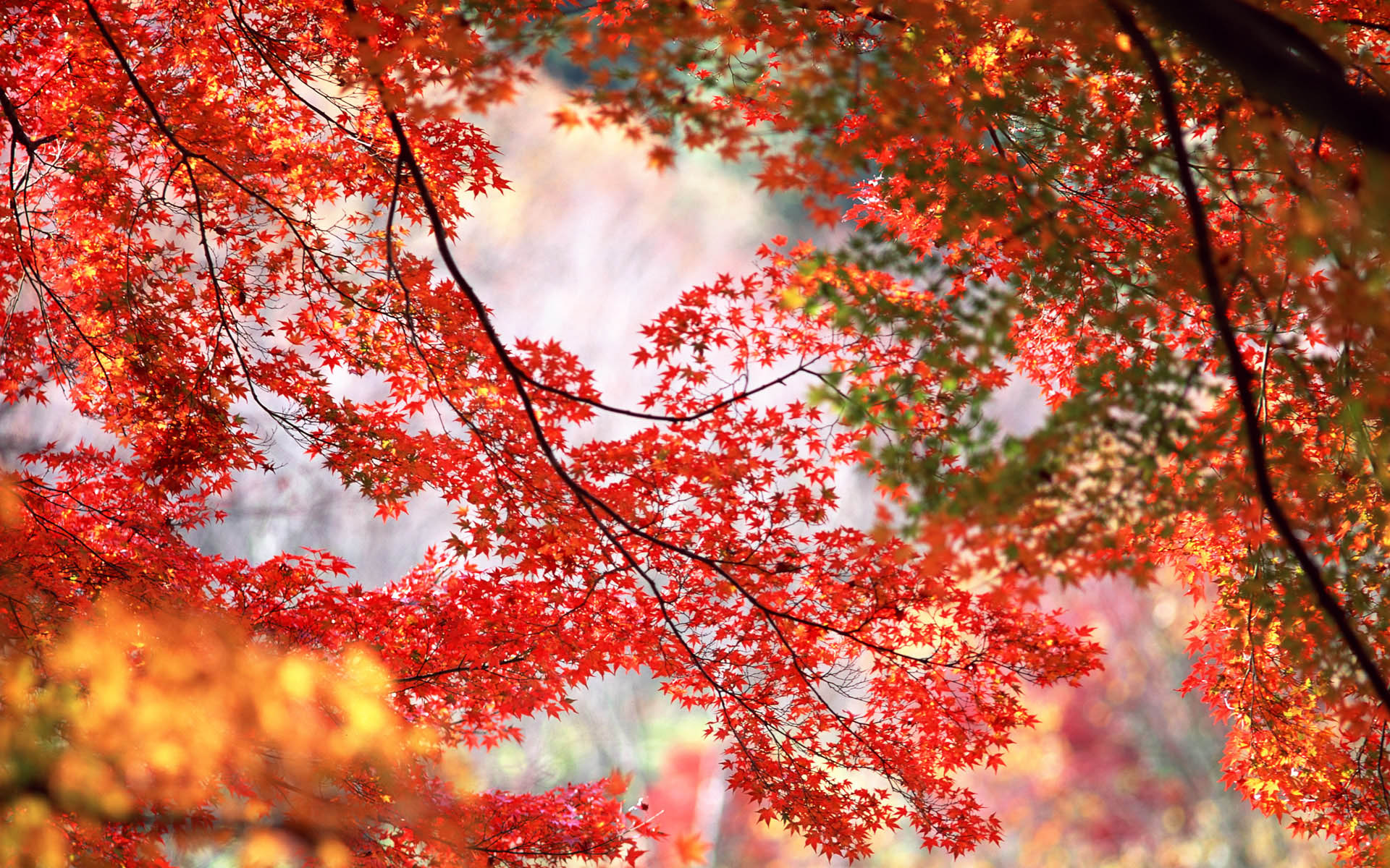 高清红叶枫树壁纸图片