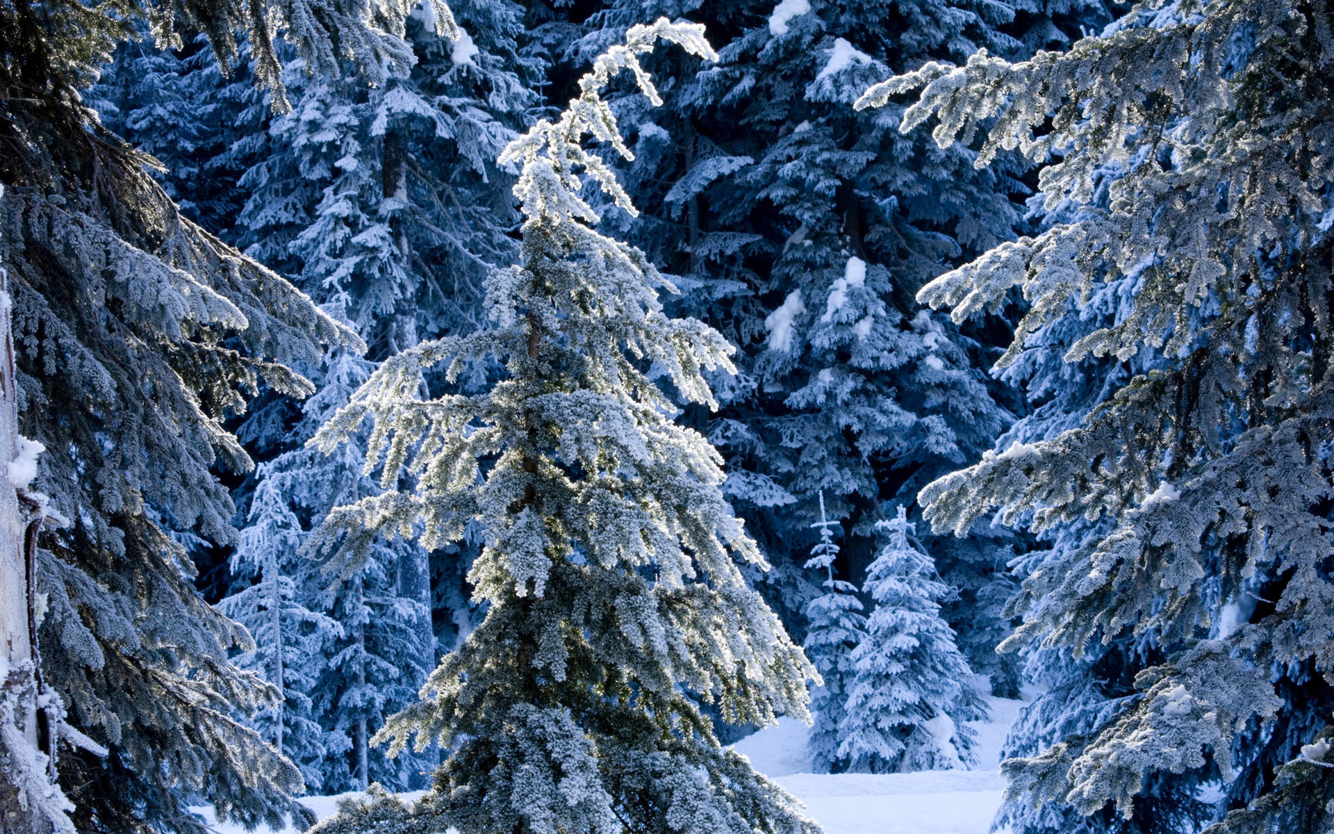 寬屏雪景壁紙