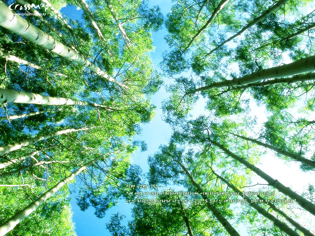 清新春日绿景壁纸