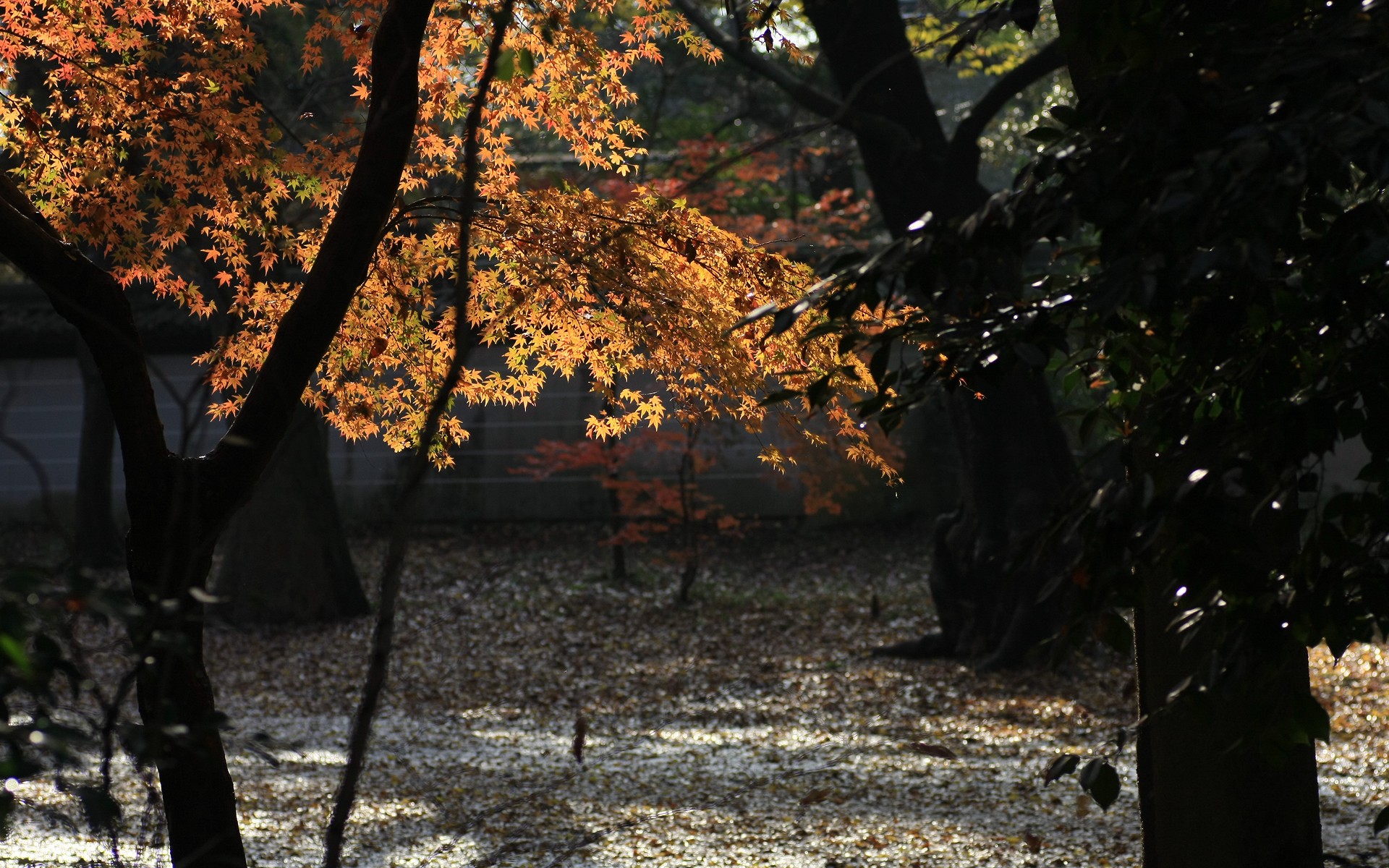日本京都下鸭神社红叶 风景 太平洋电脑网