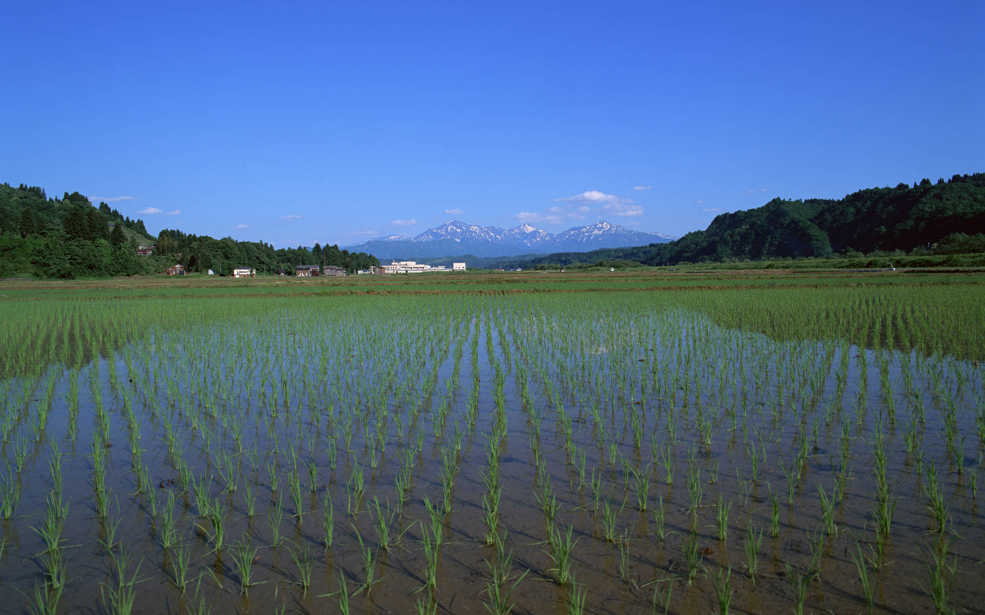 水稻田桌面壁纸(二)