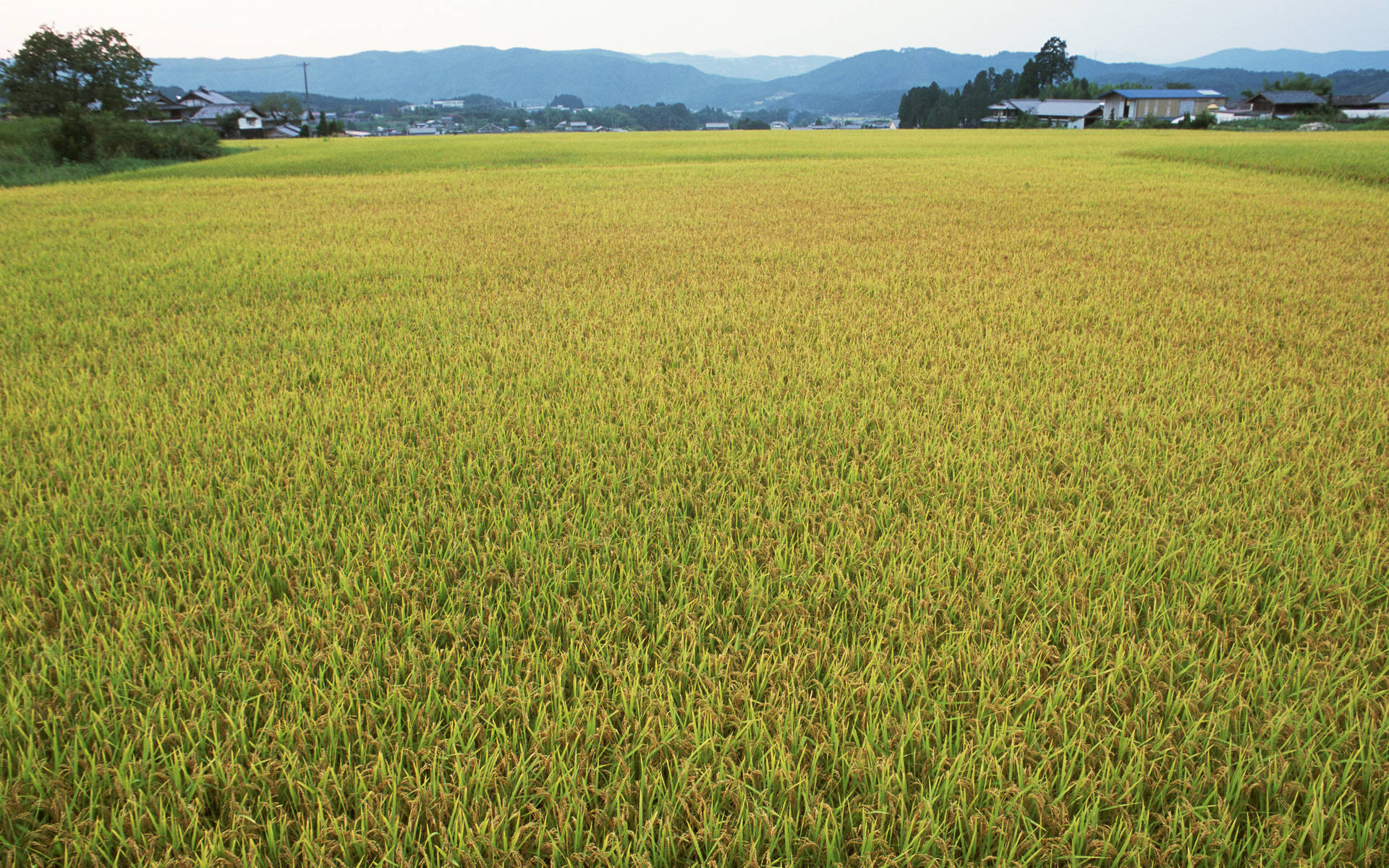 水稻田的照片图片