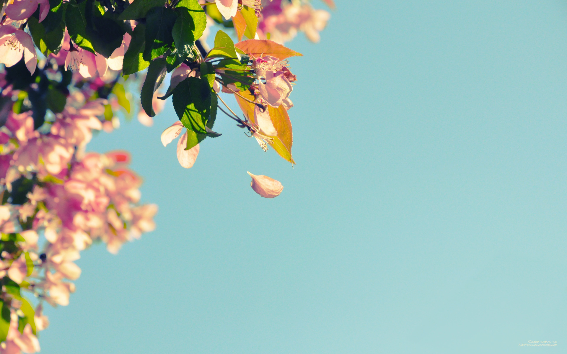 春天纯洁的白色梨花图片素材_免费下载_jpg图片格式_高清图片500008606_摄图网